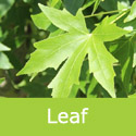 Sweet Gum Liquidambar Styraciflua Summer Leaf